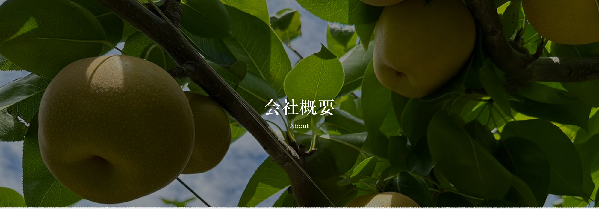 会社概要